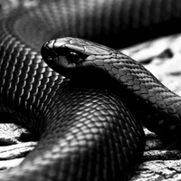 เสี่ยวเวิน:งูของเสี่ยวเซียน