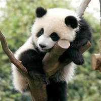 Su Lin
