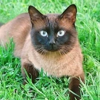 neji/gato