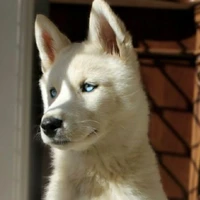 haku