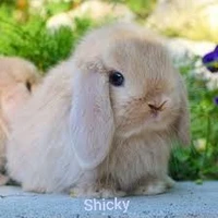 Shicky The Silly Bunny🤡