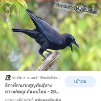 งายะ.อีกามุย.