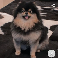 yeontan/tannie(system)