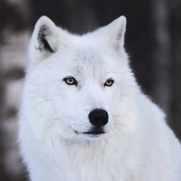 Fiona* FL wolf
