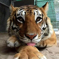 ซียู