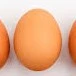 Telur