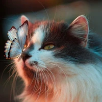 Tomi(mascota del cuartel-11 años)