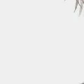 someone