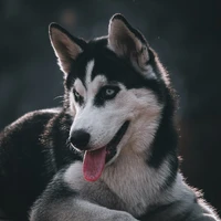 Sirius