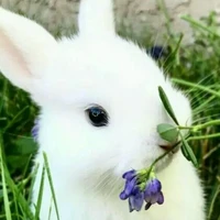 author love bunnies 😅