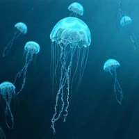 Jellyfishs