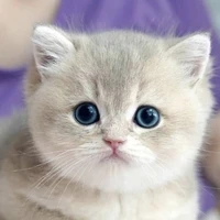 Lulu(FL 🐱baby)