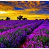 kak lavender