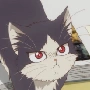 gato