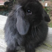 bunny