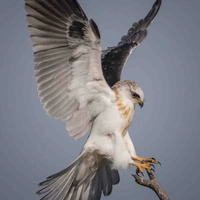 เอสเตอร์