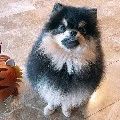 Yeontan~ Tannie~