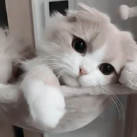 แอดเองนะ`เมี้ยว