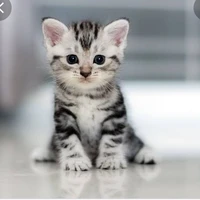 kitten 🐾