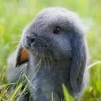 bunny 🐇