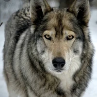 (pa pet)zeo