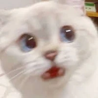 แอดเอง