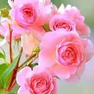 🌹(Author)