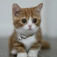 ชิกกี้
