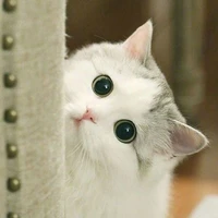 ร่างแมวนอ.