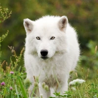 wolfki