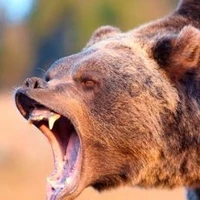 oso