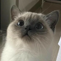 อุด้ง||แมวเคนมิ