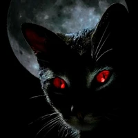 Leon (cat)