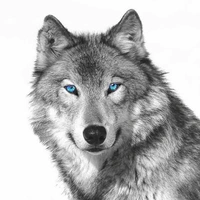 Leon(Pet Wolf)