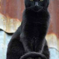 AJ(Pet Black Cat)