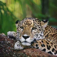 Clove(Pet Cheetah)