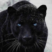 Ace(Pet Black Panther)