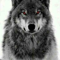 Owen(Pet Wolf)