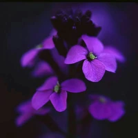 Duo Laknat 🌬️ //Dede,Chocho