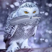 ฟุยุ(เนจิ)