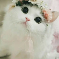 บิงซู(แมวนายเอก)