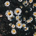 Author 🌼