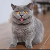 ยูชิ