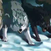 Enemy Pack Of Wolves(Dark Pack)