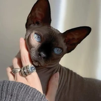 Kucing (Felfi)