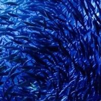 ikan