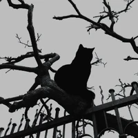 🖤 Author 🖤