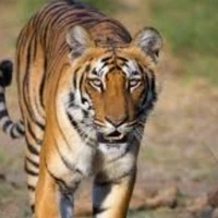 Harimau