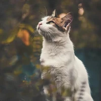 Mel