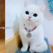 wu [ harimau putih ]